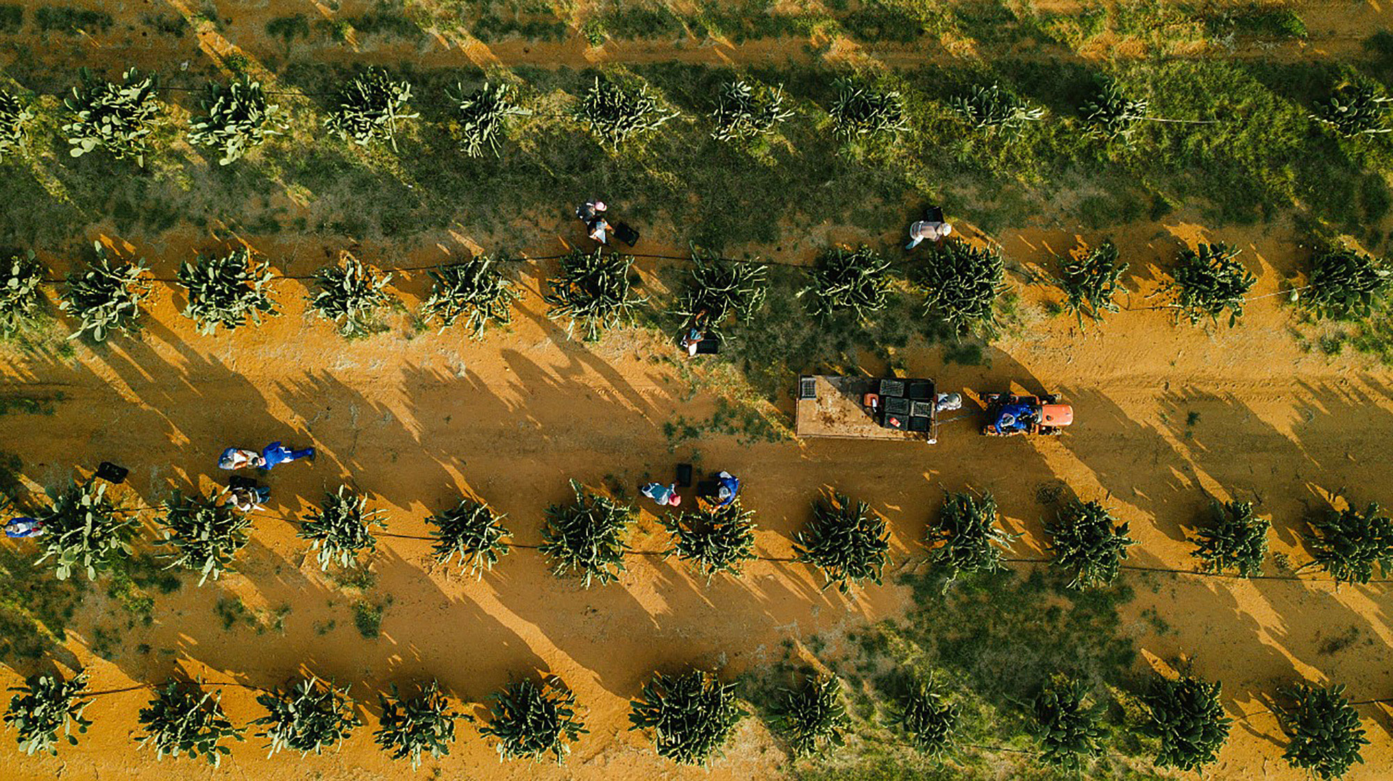 OPUS CACTUS field working drone