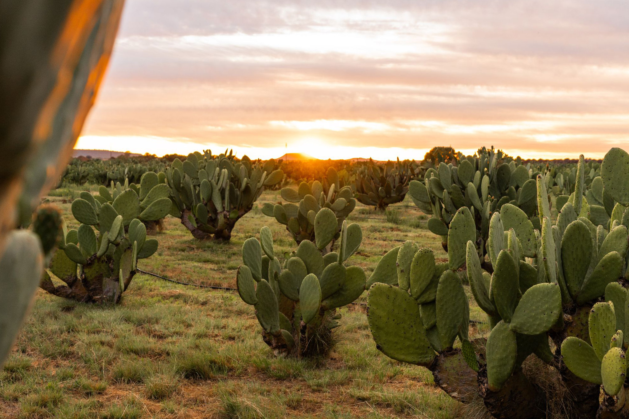 OPUS CACTUS sunset